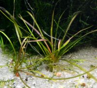 Лот: 11951773. Фото: 6. Эхинодорус Нежный Рубра (Echinodorus...