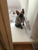 Лот: 9951420. Фото: 3. Котенок сфинкс девочка с приданным... Растения и животные