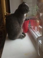 Лот: 6305154. Фото: 2. Отдадим кота мыше/крысо -лова... Животные и уход