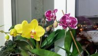 Лот: 16358589. Фото: 6. Орхидея "Фаленопсис" 2 сорта
