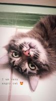 Лот: 16432683. Фото: 5. Кот