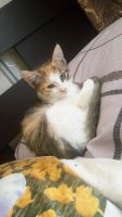 Лот: 11434290. Фото: 4. Котята. Красноярск