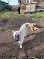 Лот: 16556459. Фото: 4. Хаски девочка. Красноярск