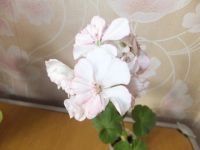 Лот: 16162575. Фото: 3. Пеларгония Pretty Petticoat, цветёт. Растения и животные