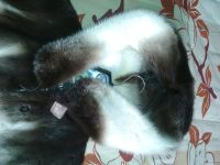 Лот: 12249315. Фото: 5. Шуба норковая р.42-46