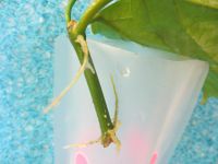 Лот: 4755523. Фото: 6. Хойя Лазианта-Hoya lasiantha