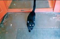 Лот: 16261908. Фото: 6. Общительный чёрный кот, ласковый...