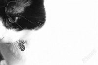 Лот: 2832286. Фото: 2. Отдел зоотовары. Готовый доходный... Готовый бизнес