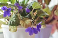 Лот: 16202774. Фото: 2. фиалка фиолетовая бурно-цветущая. Комнатные растения и уход