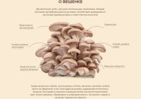 Лот: 11364597. Фото: 2. Гриб Вешенка. Продукты