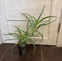 Лот: 21590696. Фото: 3. Алоэ/алое. Молодое растение. Растения и животные