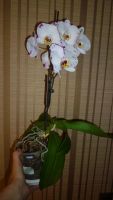 Лот: 3065157. Фото: 5. орхидея фаленопсис (сейчас цветёт...