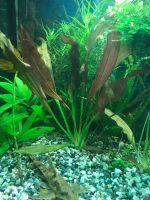 Лот: 12644955. Фото: 4. Эхинодорус Рубин. Большой куст... Красноярск