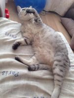 Лот: 7891039. Фото: 2. Отдам кота в хорошие руки!. Животные и уход