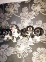 Лот: 10705328. Фото: 2. Щенки от маленькой собаки. Животные и уход