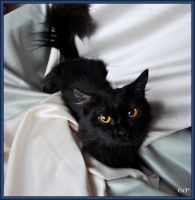 Лот: 6608884. Фото: 2. Кошечка Клёпа. Животные и уход