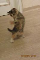 Лот: 2369714. Фото: 3. Котенок! кошечка трехцветная,ласковая... Растения и животные