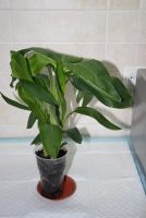 Лот: 4352605. Фото: 2. Канна тропикана карликовая. Комнатные растения и уход