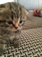 Лот: 7694814. Фото: 4. Котята шотландцы. Красноярск