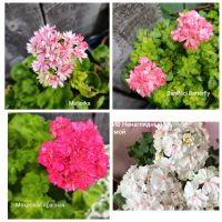 Лот: 25711124. Фото: 2. Укоренённые черенки и молодые... Комнатные растения и уход