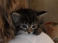 Лот: 1424311. Фото: 3. отдам 4 котят ))))