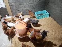 Лот: 19874453. Фото: 2. Яйцо домашнее деревенское крупное... Продукты