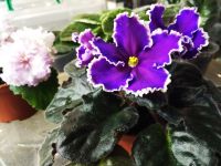 Лот: 11720350. Фото: 2. Сенполия ЕК- Дыхание грозы ( ук... Комнатные растения и уход