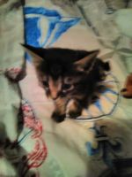 Лот: 6878825. Фото: 4. полосатое чудо. Красноярск