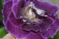 Лот: 3103720. Фото: 3. Глоксиния 47 (цветущая). Растения и животные