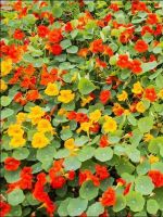 Лот: 12955204. Фото: 2. Семена настурции вьющейся, смесь... Семена, рассада, садовые растения