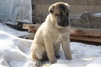Лот: 13445455. Фото: 4. Девочка САО, 2 месяца. Красноярск