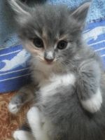 Лот: 4397565. Фото: 2. котята. Животные и уход