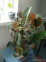 Лот: 17558970. Фото: 7. Филодендрон сканденс