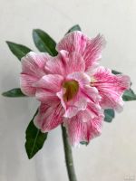 Лот: 17933013. Фото: 5. Адениум Siam Country Rose