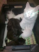 Лот: 737391. Фото: 3. Красивые котята ангорской породы... Растения и животные