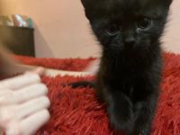 Лот: 24613146. Фото: 2. Котята. Животные и уход