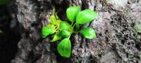 Лот: 14059880. Фото: 2. Анубиас нана петит (Anubias barteri... Аквариумистика