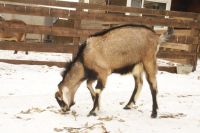 Лот: 9320979. Фото: 2. Нубийский Козел на племя,1 ГОД... Животные и уход