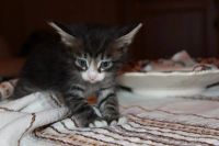 Лот: 1415483. Фото: 2. Котята! Из последней коллекции... Животные и уход