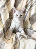 Лот: 11513275. Фото: 4. Шотландские котята, котятки прямоухие... Красноярск