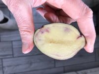 Лот: 17328790. Фото: 2. Картофель фиолетовый. Продукты
