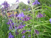 Лот: 2822724. Фото: 3. Аквилегия - водосбор, многолетник... Для дачи, дома, огорода, бани, парка