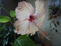 Лот: 9857428. Фото: 2. Гибискус "Гавайский Лосось" (Hibiscus... Комнатные растения и уход