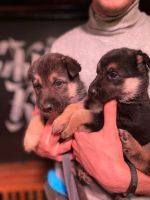 Лот: 16795888. Фото: 4. Щенки хаски, немецкая овчарка. Красноярск