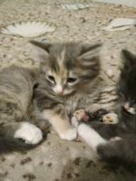 Лот: 12035673. Фото: 3. Подарю котят. Растения и животные
