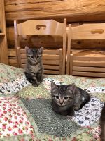 Лот: 12626596. Фото: 3. Котята. Растения и животные