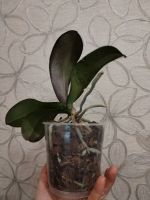 Лот: 25821385. Фото: 5. Орхидея фаленопсис, отцвела
