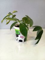 Лот: 25731645. Фото: 4. Шеффлера. Красноярск