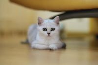 Лот: 6137473. Фото: 4. Британский котёнок (девочка 3... Красноярск
