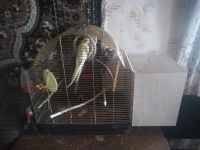 Лот: 11397024. Фото: 2. Сформировавшаяся пара корелл. Животные и уход